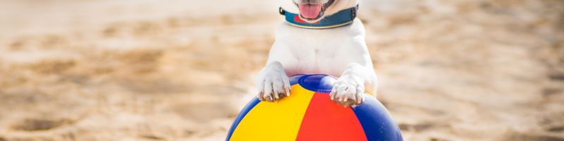 Pies na plaży - o czym trzeba pamiętać?